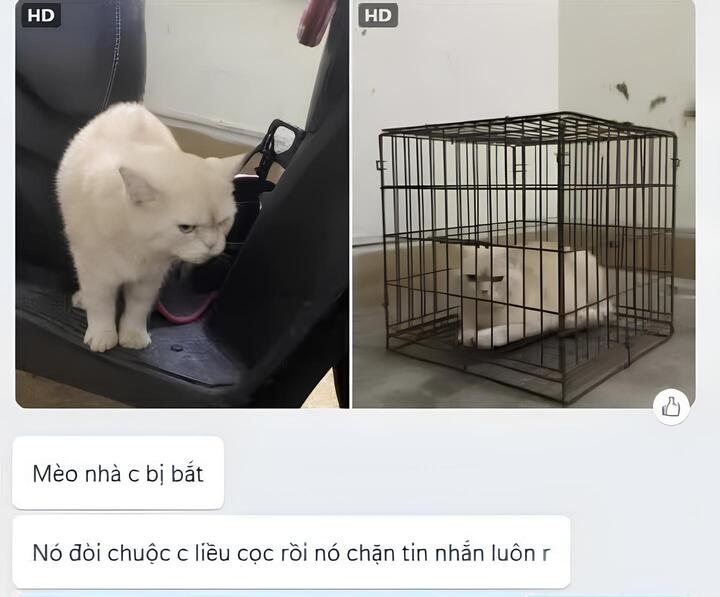 Nạn nhân bị mắc lừa bởi chiêu trò lừa đảo bằng AI. (Ảnh chụp màn hình)